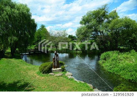 Azumino芥末田春組 129561920