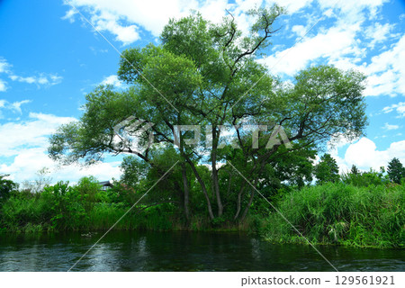 Azumino芥末田春組 129561921