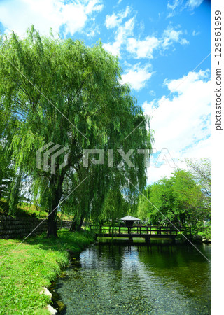 Azumino wasabi field spring group Azumino wasabi field spring group 129561959