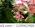 Medinilla magnifica, a plant native to the Philippines, has beautiful drooping inflorescences that resemble pink chandeliers. 129561966