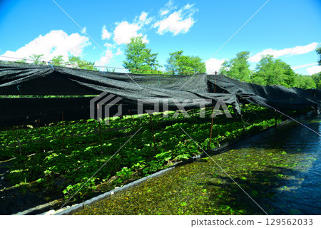 Daio Wasabi Farm in Azumino 129562033