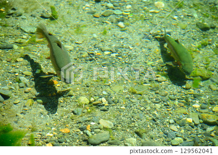 安zu野的大芥末農場 129562041