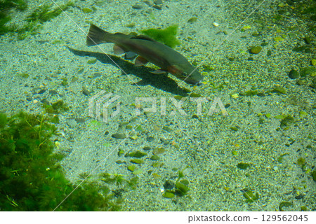 Daio Wasabi Farm in Azumino 129562045