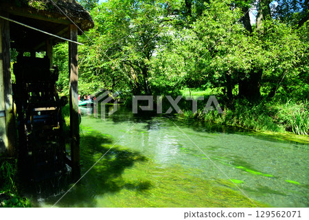 Daio Wasabi Farm in Azumino 129562071