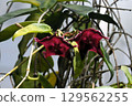 Hoya maggilipurai, a dark purple climbing plant with downward-facing flowers 129562255
