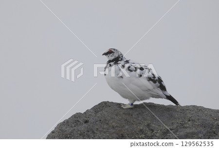 Male rock ptarmigan perched on a rock 129562535
