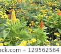Yellow marigold flowers 129562564