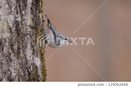 歌唱亞種：白腹山雀 129562648