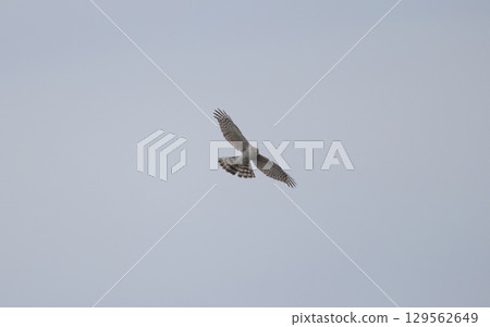 飛鷹高鷹 129562649