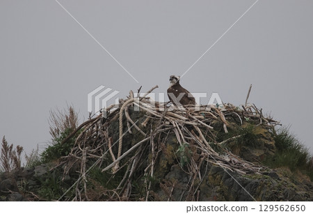 Osprey perched on its nest 129562650