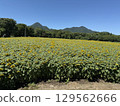 Photographing a midsummer sunflower field against a clear blue sky 129562666