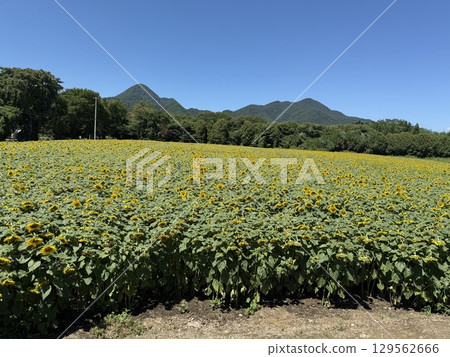 在湛藍的天空下拍攝盛夏的向日葵田 129562666