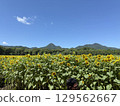 Sunflowers blooming towards the blue sky 129562667