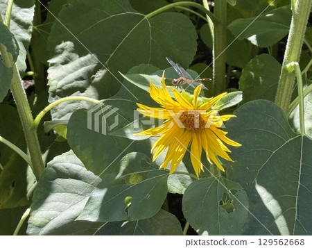 Sunflower and dragonfly 129562668