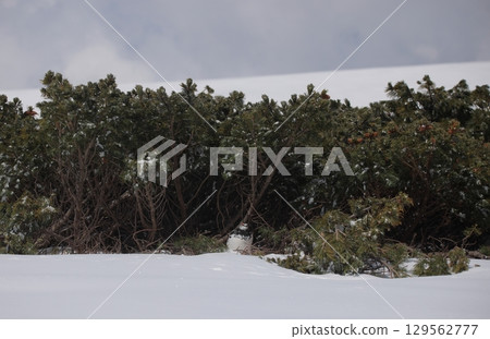 雄性岩雷鳥躲藏在普米拉松林中 129562777