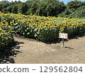 Sunflower field and path 129562804