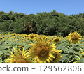 A large sunflower blooming in a sunflower field 129562806
