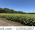 Sunflower field and blue sky 129562807