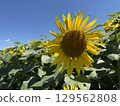 A lively sunflower that shines in the blue sky 129562808