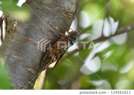 Brown cicada in Kamakura city 129562811