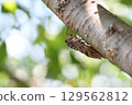 Brown cicada in Kamakura city 129562812