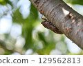 Brown cicada in Kamakura city 129562813