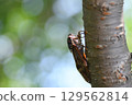 Brown cicada in Kamakura city 129562814