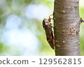Brown cicada in Kamakura city 129562815