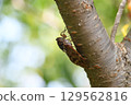 Brown cicada in Kamakura city 129562816