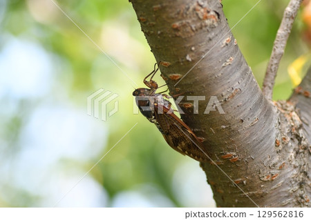 Brown cicada in Kamakura city 129562816