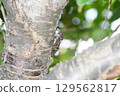 Brown cicada in Kamakura city 129562817