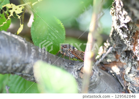 阿布拉塞米鎌倉市 129562846