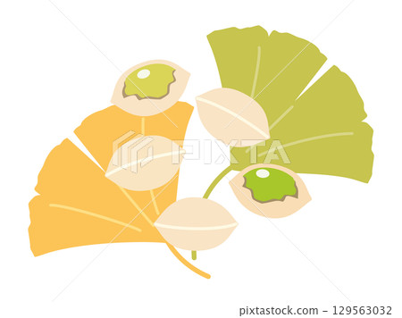 Illustration of ginkgo leaves and ginkgo nuts Illustration of ginkgo leaves and ginkgo nuts 129563032