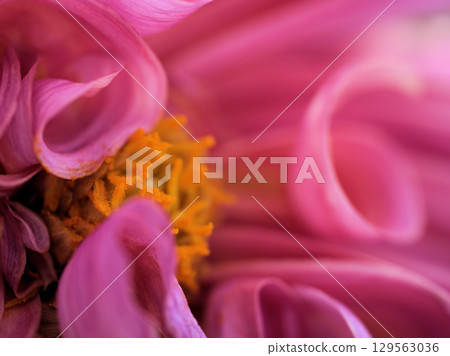 Pink dahlia "Grace Rose" blooms beautifully on a sunny October day 129563036