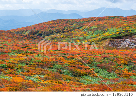 Climbing Mount Kurikoma in Autumn (God's Carpet) 129563110