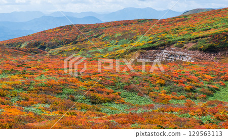 Climbing Mount Kurikoma in Autumn (God's Carpet) 129563113