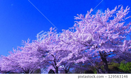 北海道美麗的櫻花樹 129563146