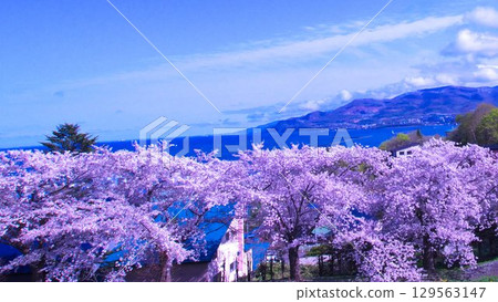 北海道美麗的櫻花樹 北海道美麗的櫻花樹 129563147