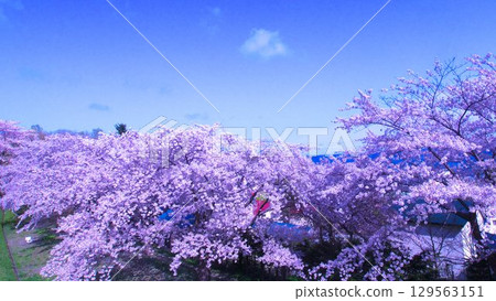 北海道美麗的櫻花樹 北海道美麗的櫻花樹 129563151