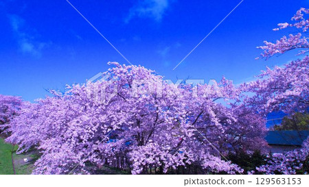 北海道美麗的櫻花樹 北海道美麗的櫻花樹 129563153