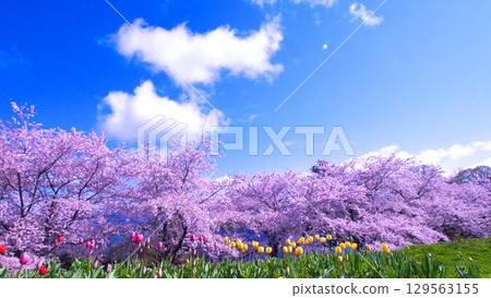 Beautiful cherry blossom trees in Hokkaido 129563155