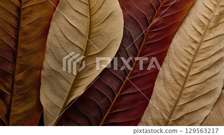Falling Leaves Equation 129563217