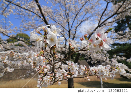 盛開的櫻花在藍色的春天天空中閃耀 129563331