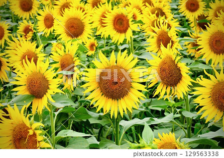 北龍町向日葵村的向日葵花田 129563338