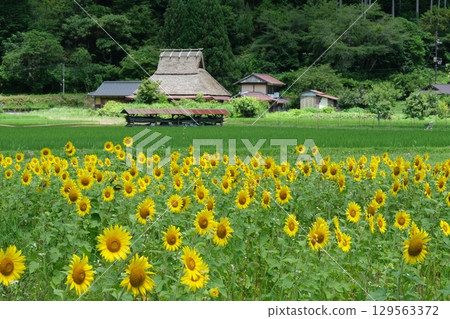 Summer flower fields in Miyama Village 129563372