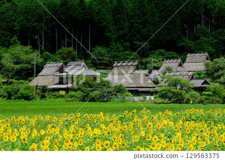 深山村的夏季花田 深山村的夏季花田 129563375