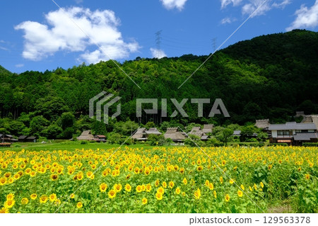 Summer flower fields in Miyama Village 129563378