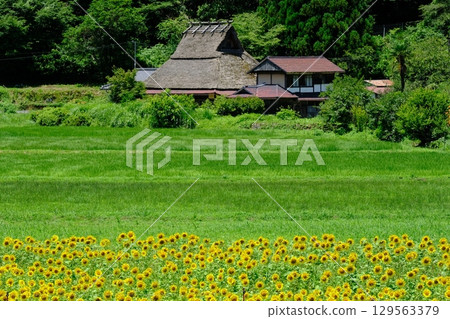 深山村的夏季花田 深山村的夏季花田 129563379