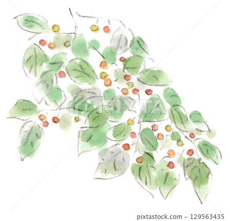 A watercolor illustration of a summer to autumn plant, a lovely Japanese-style enoki mushroom 129563435