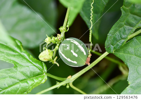 沖繩條紋黃瓜 沖繩條紋黃瓜 129563476